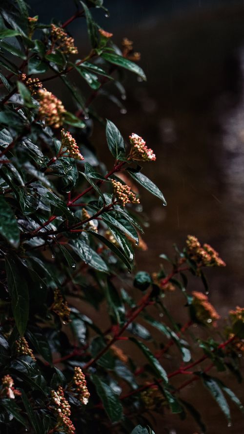 Free Close-up of rain-drenched shrub with delicate flowers on a dark, moody background. Stock Photo