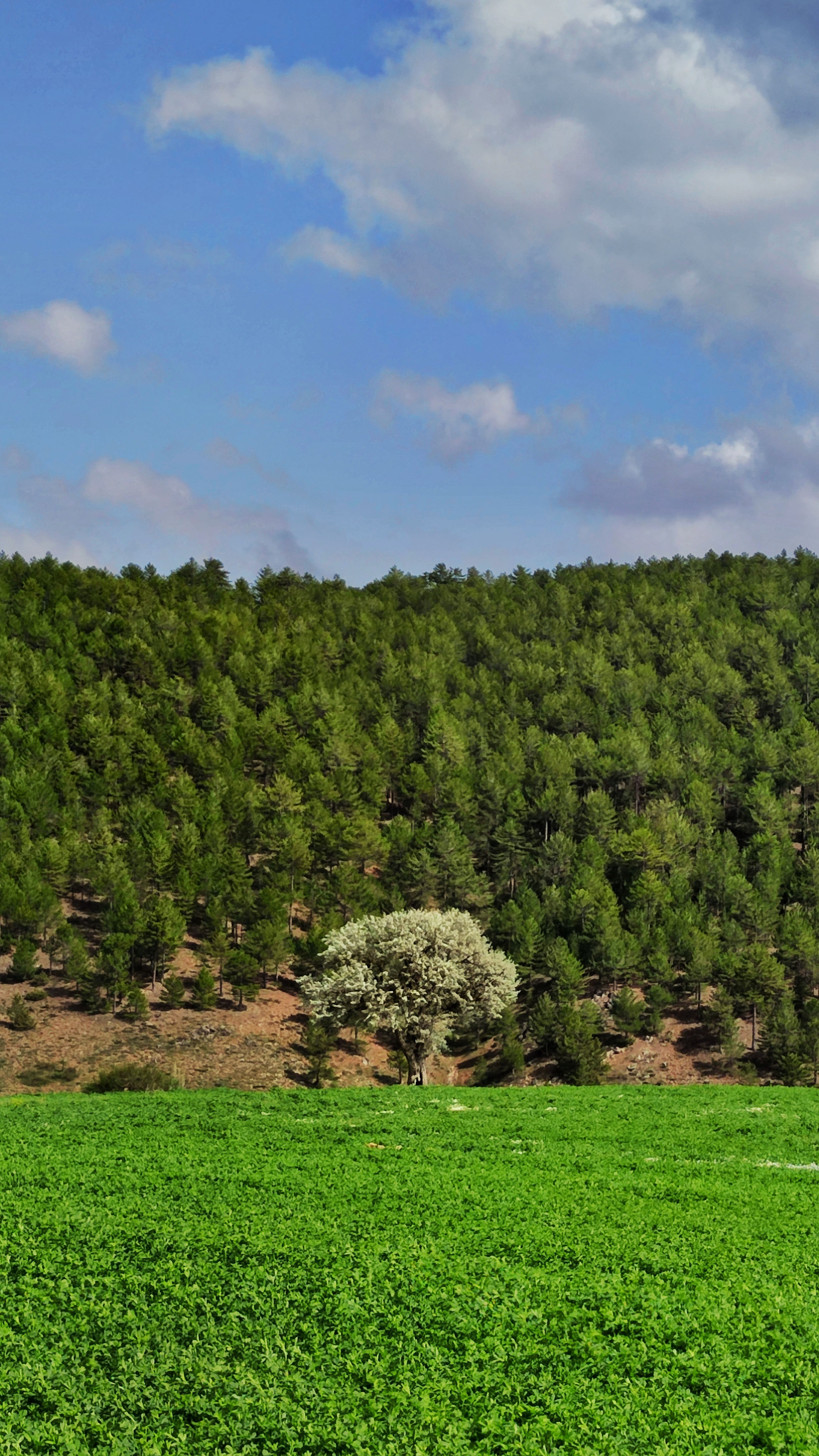 A vibrant green field with a backdrop of lush hills under a blue sky.