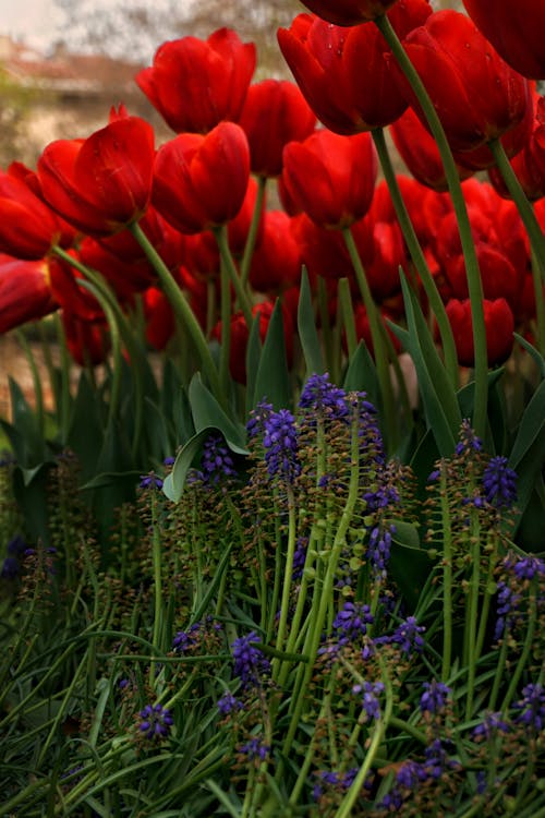 Gratis arkivbilde med blomster, eng, frisk