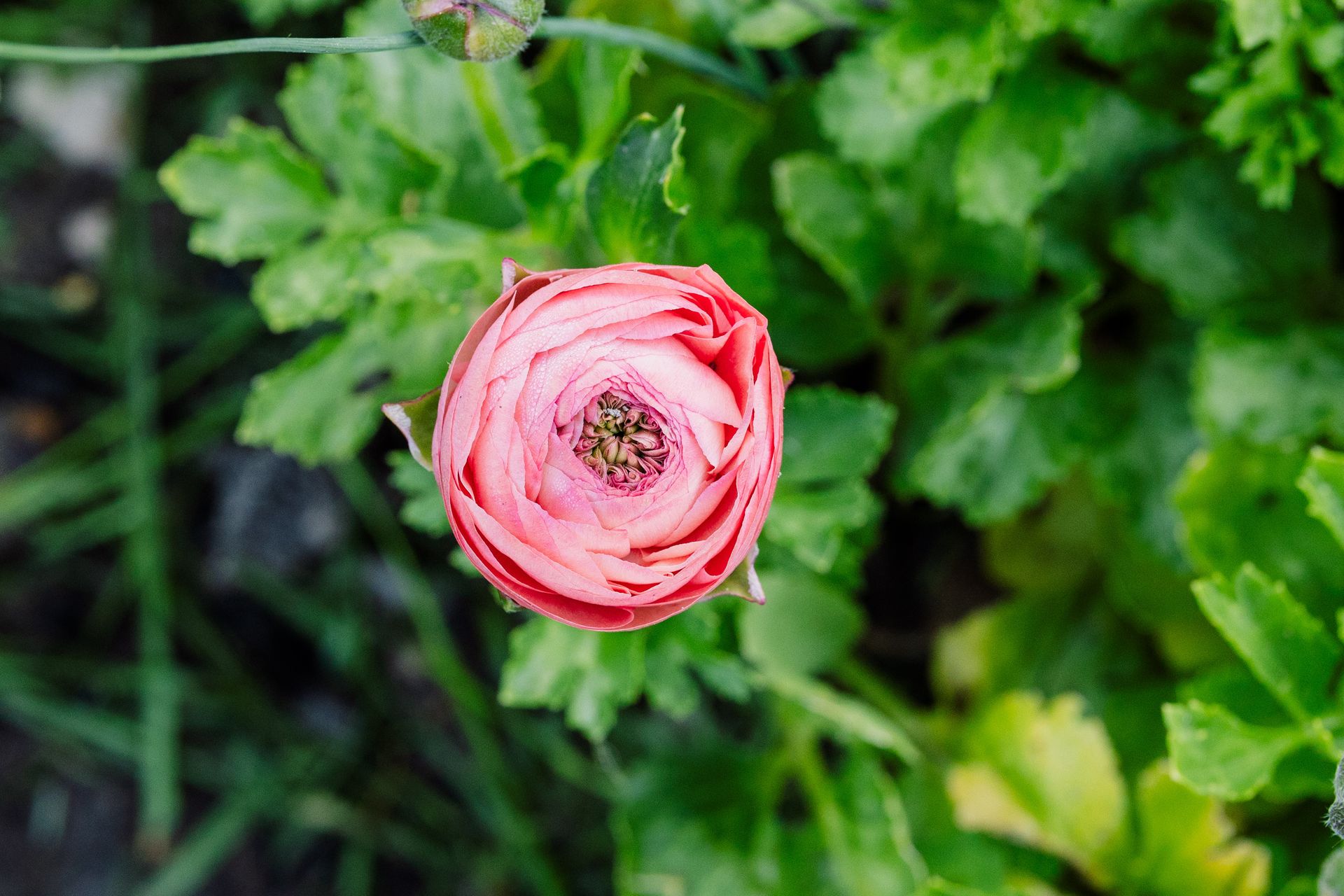 High-angle view of a pink ranunculus flower bud surrounded by green foliage.
