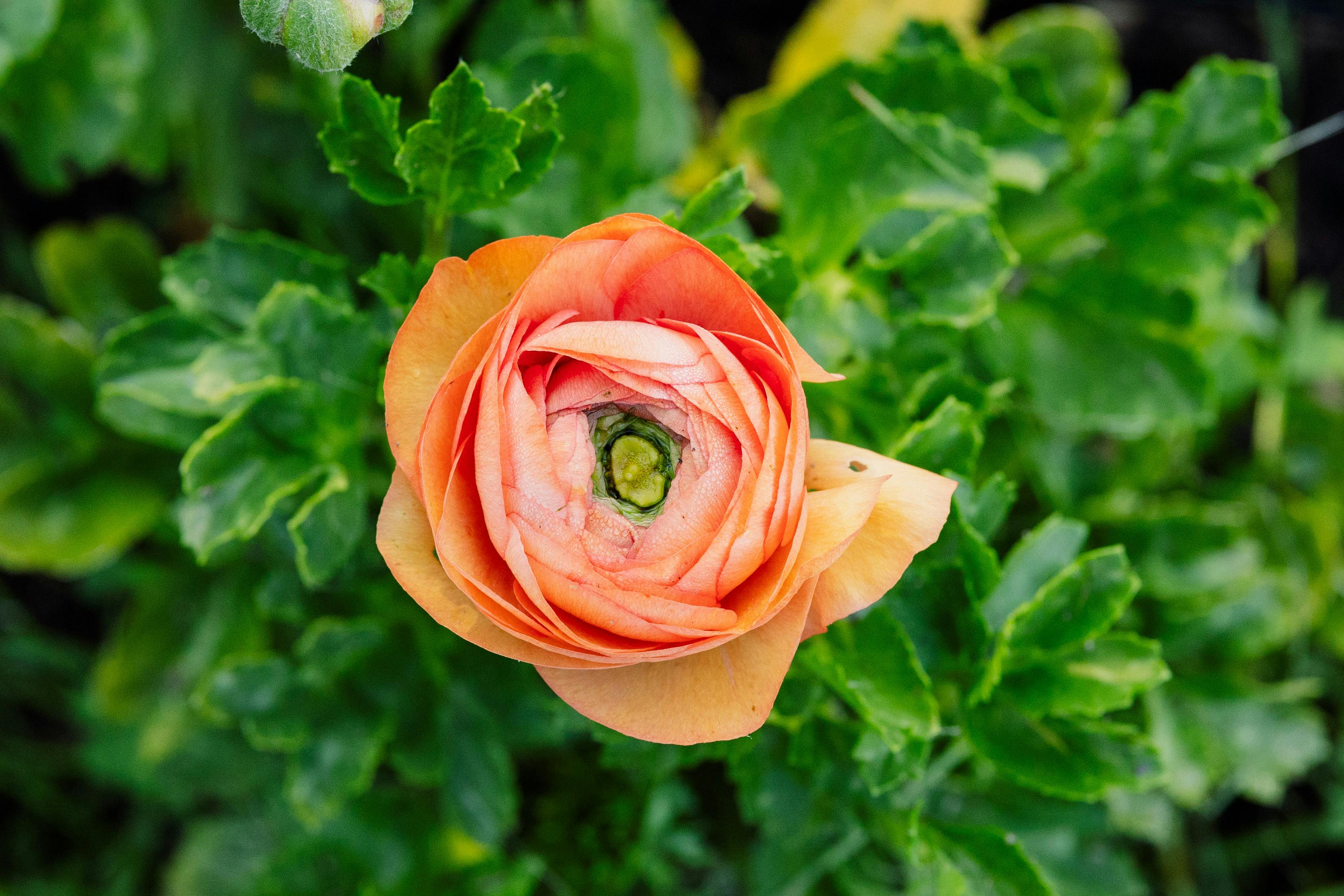 Close-up Of Pink Petal · Free Stock Photo