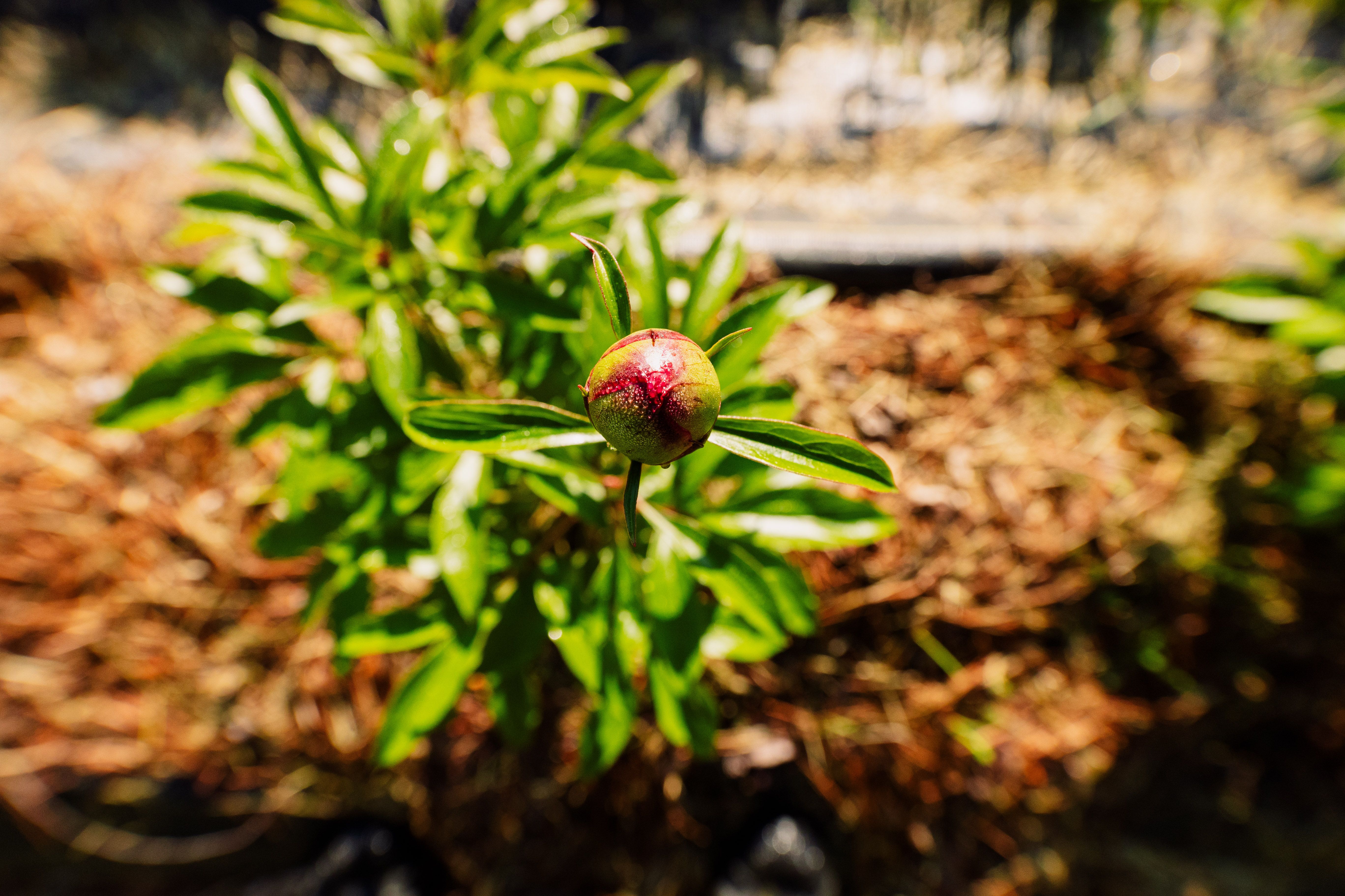 Close-up of a Budding Flower · Free Stock Photo