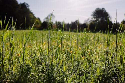 Imagine de stoc gratuită din câmp, flori, iarbă