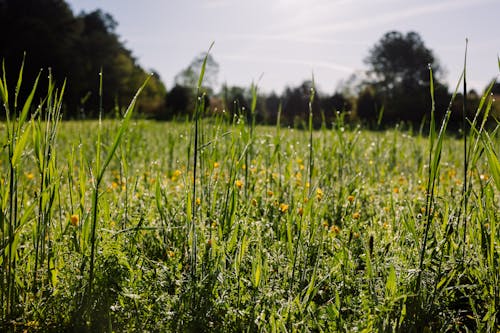 Gratis lagerfoto af bane, blomster, eng