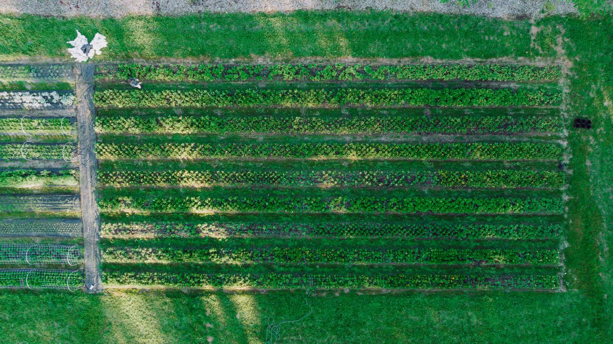 Top View of a Strawberry Field · Free Stock Photo