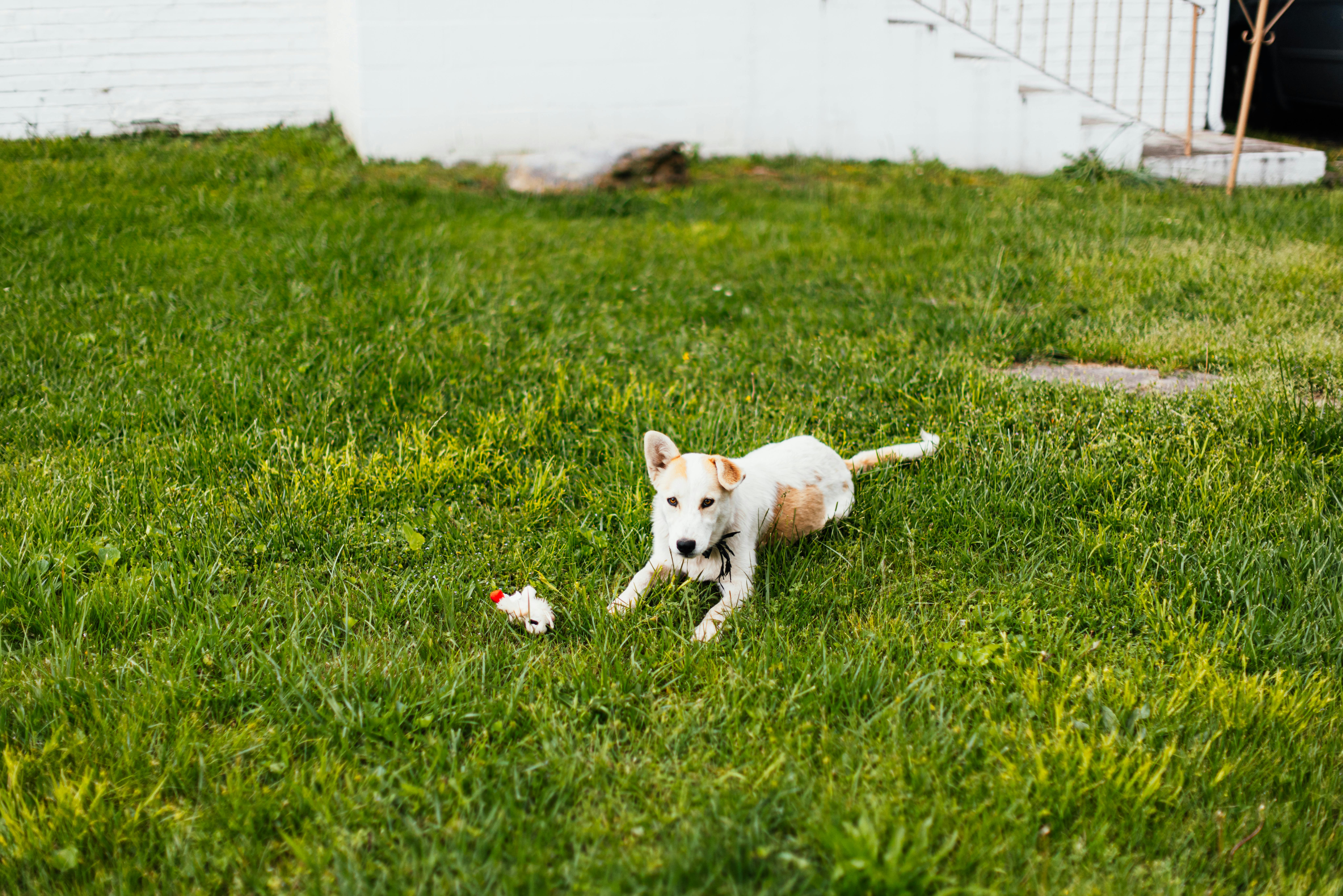 Outdoor Pet Safety Tips Every Owner Should Know — Photo by K on Pexels