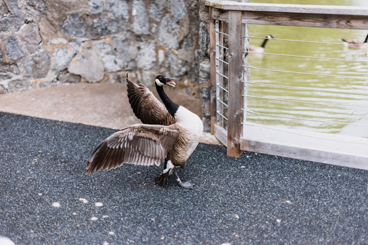 Goose Spreading Its Wings 