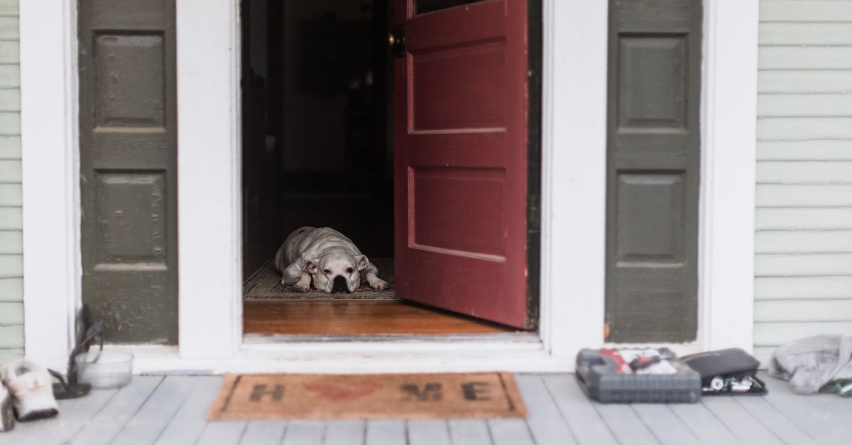 A dog lying on a porch entrance with an open door, creating a welcoming home scene.