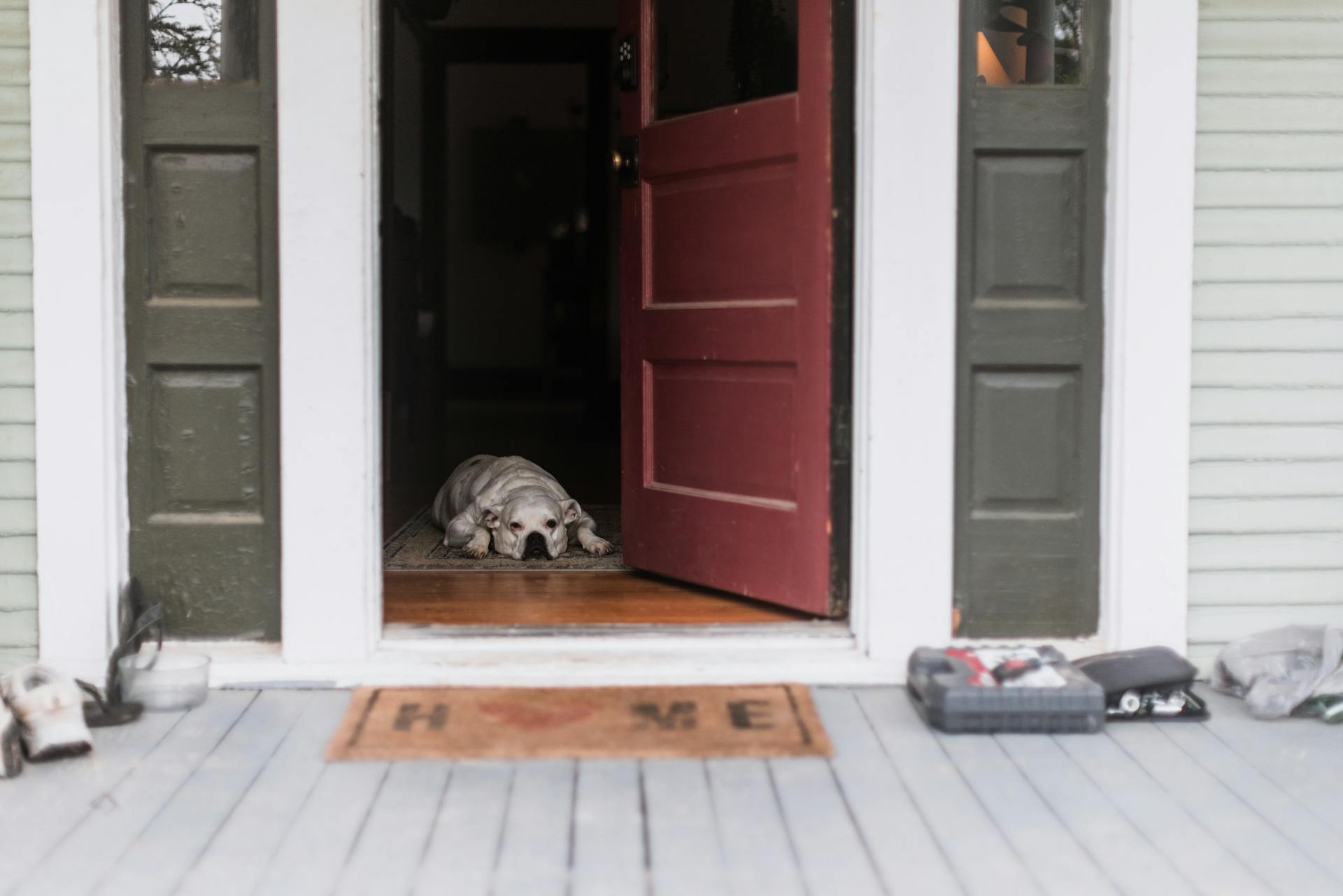 Dog Lying in Doorway