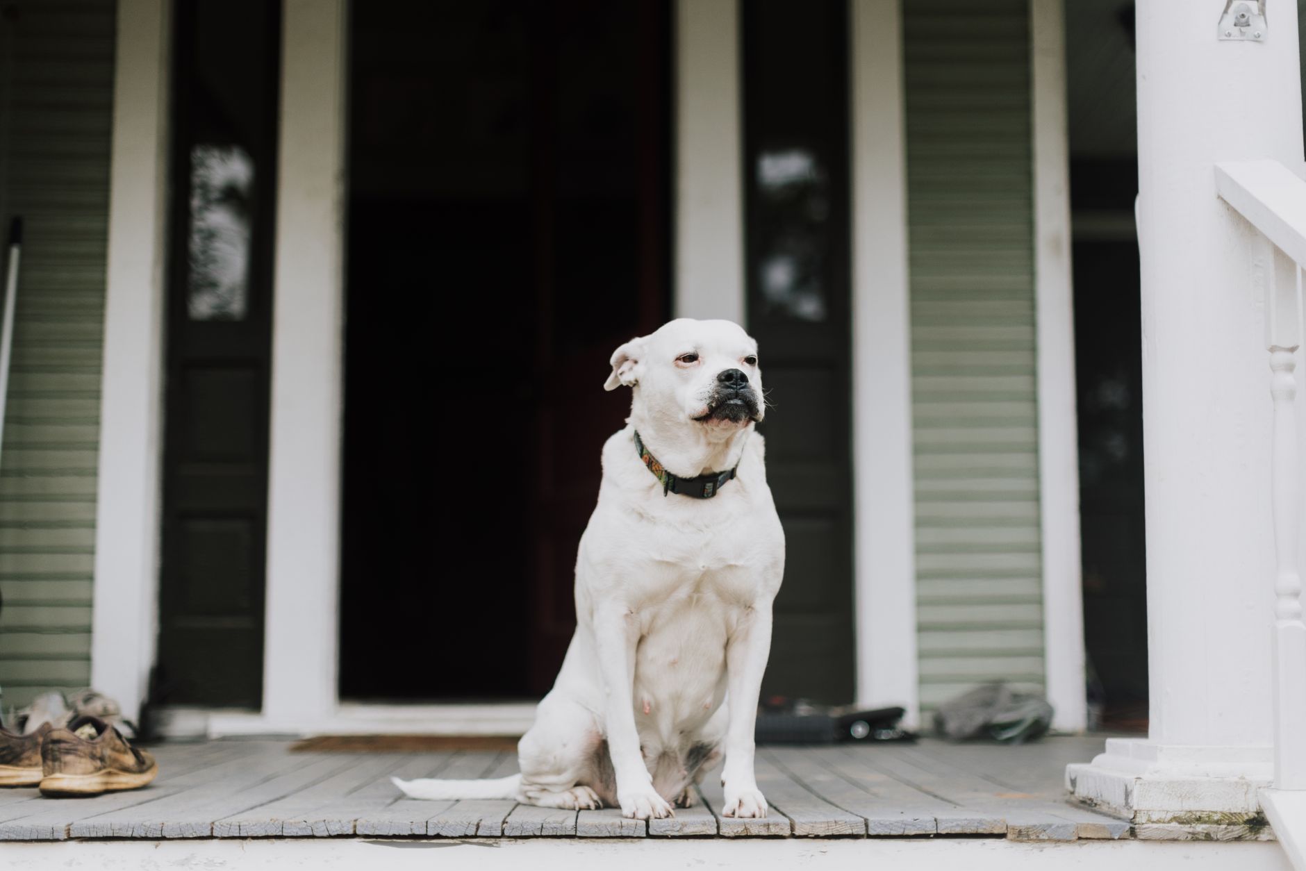 dog sitting by door waiting for owner to return home