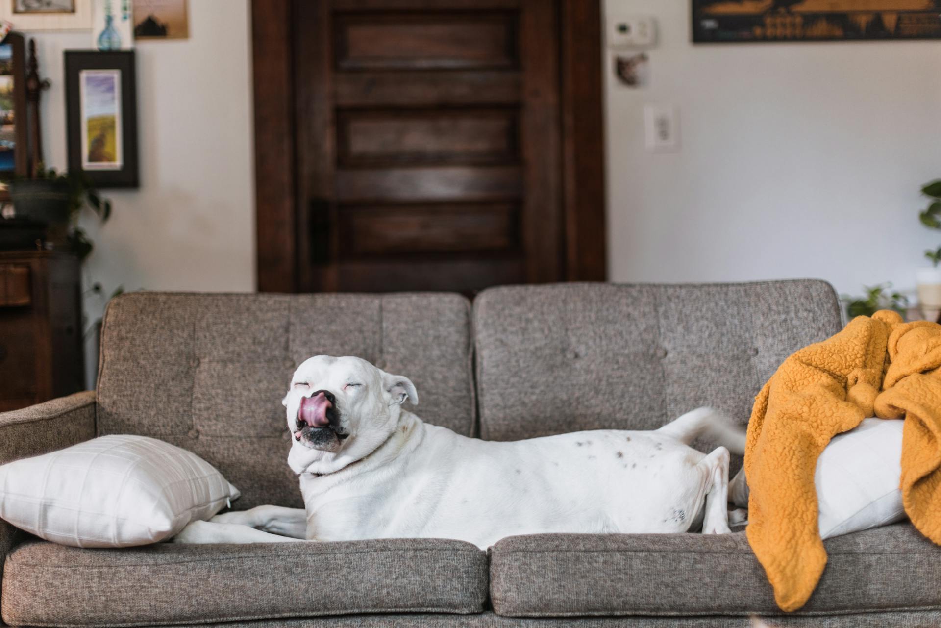 Dog Relaxing on Sofa