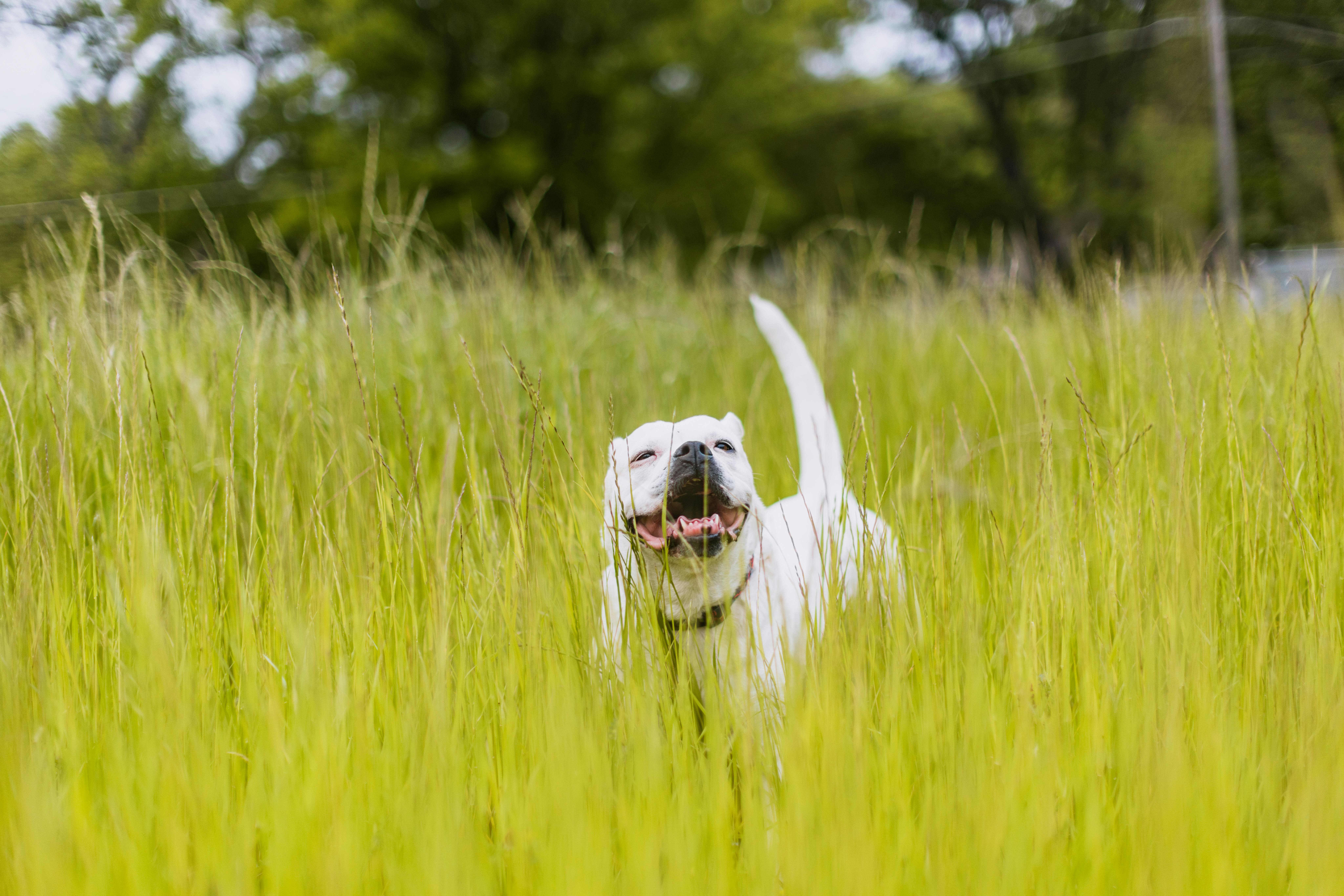 Dogo Argentino Ιστορία: Antonio Nores Martínez & Big Game