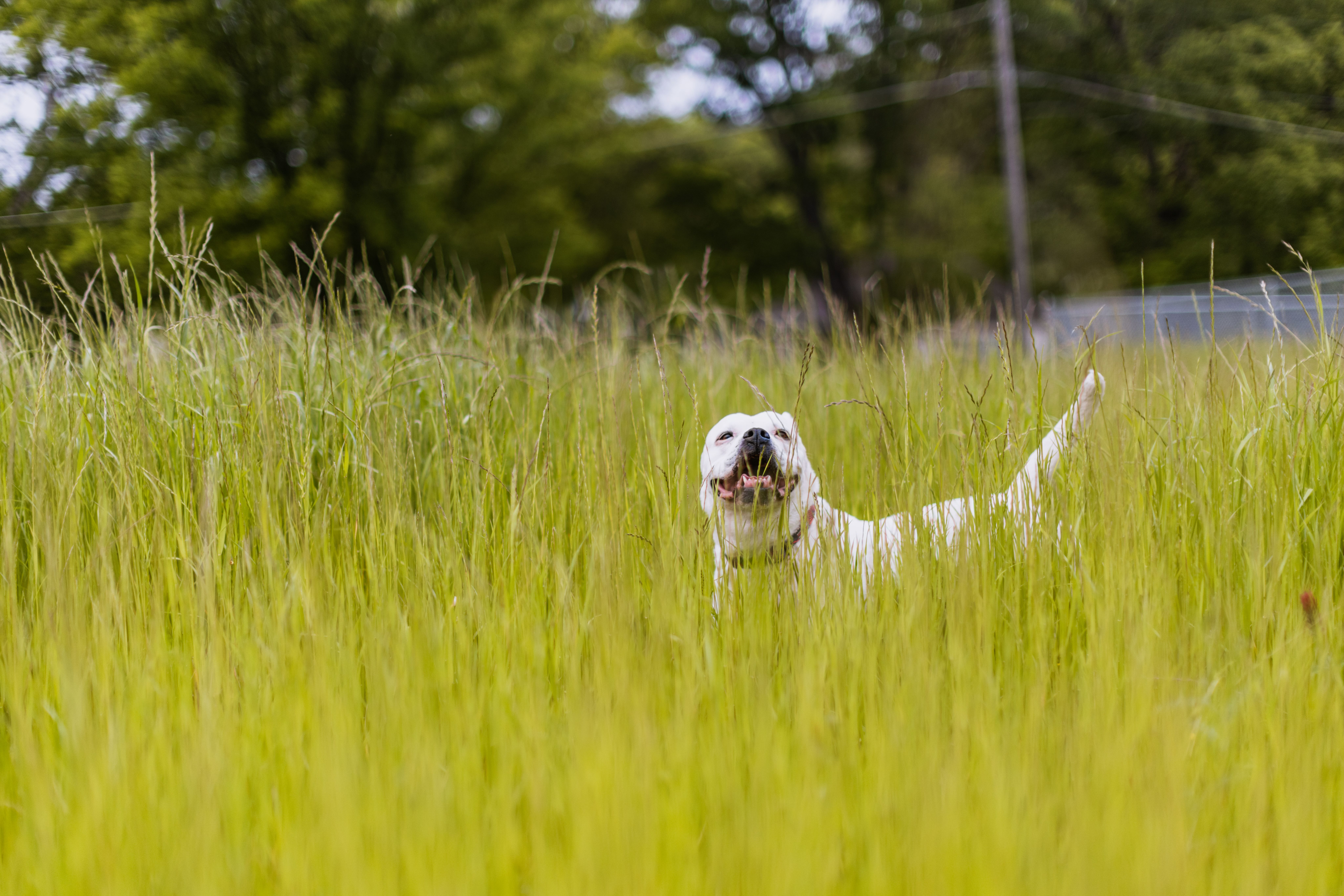 Dog Standing in the Tall Grass in the Meadow · Free Stock Photo