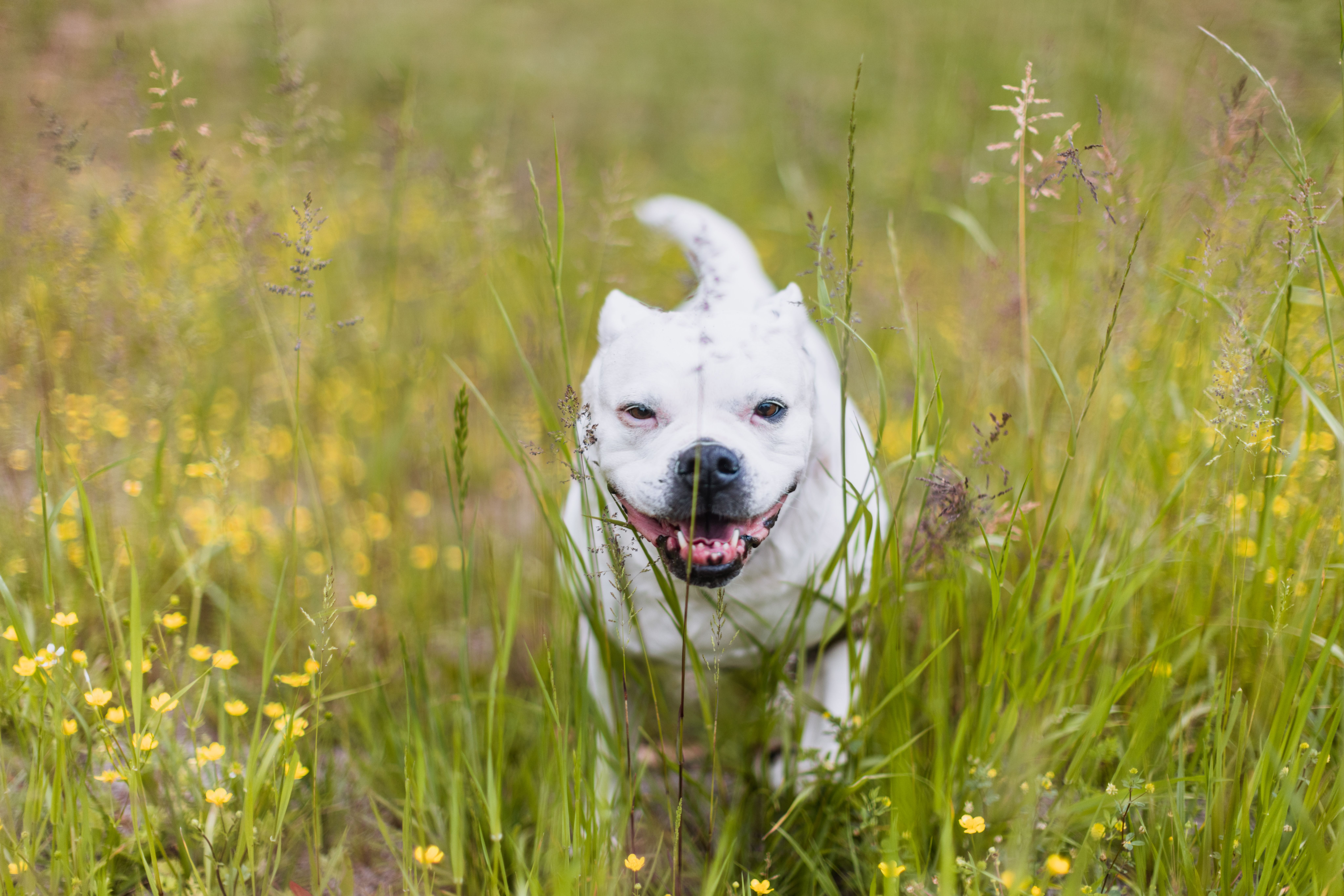 Seasonal Allergies in Pets: Symptoms, Triggers, and Natural Relief — Photo by K on Pexels