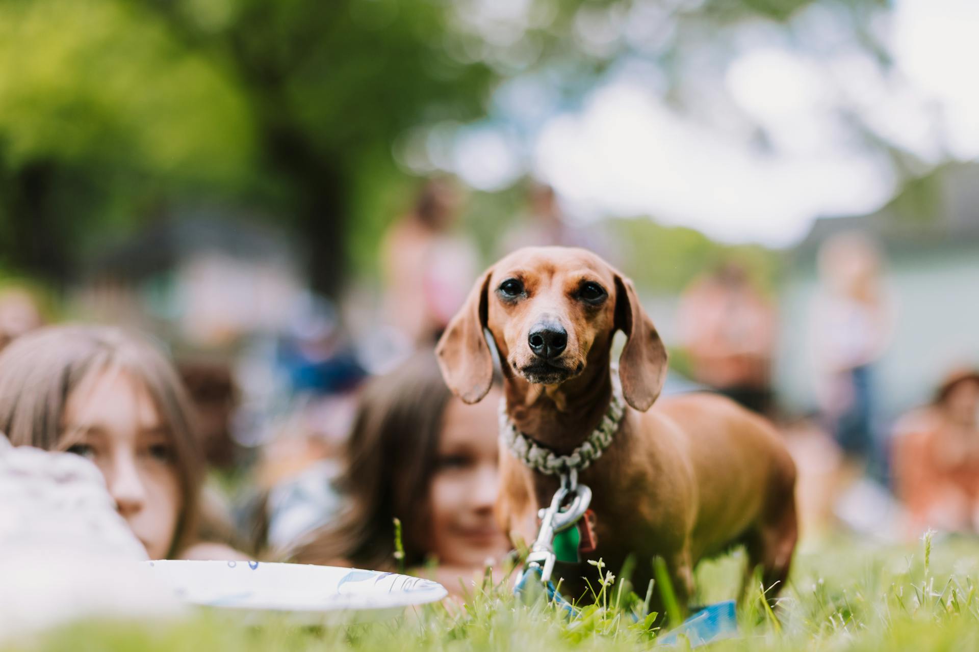 Close-up of a Small Dog