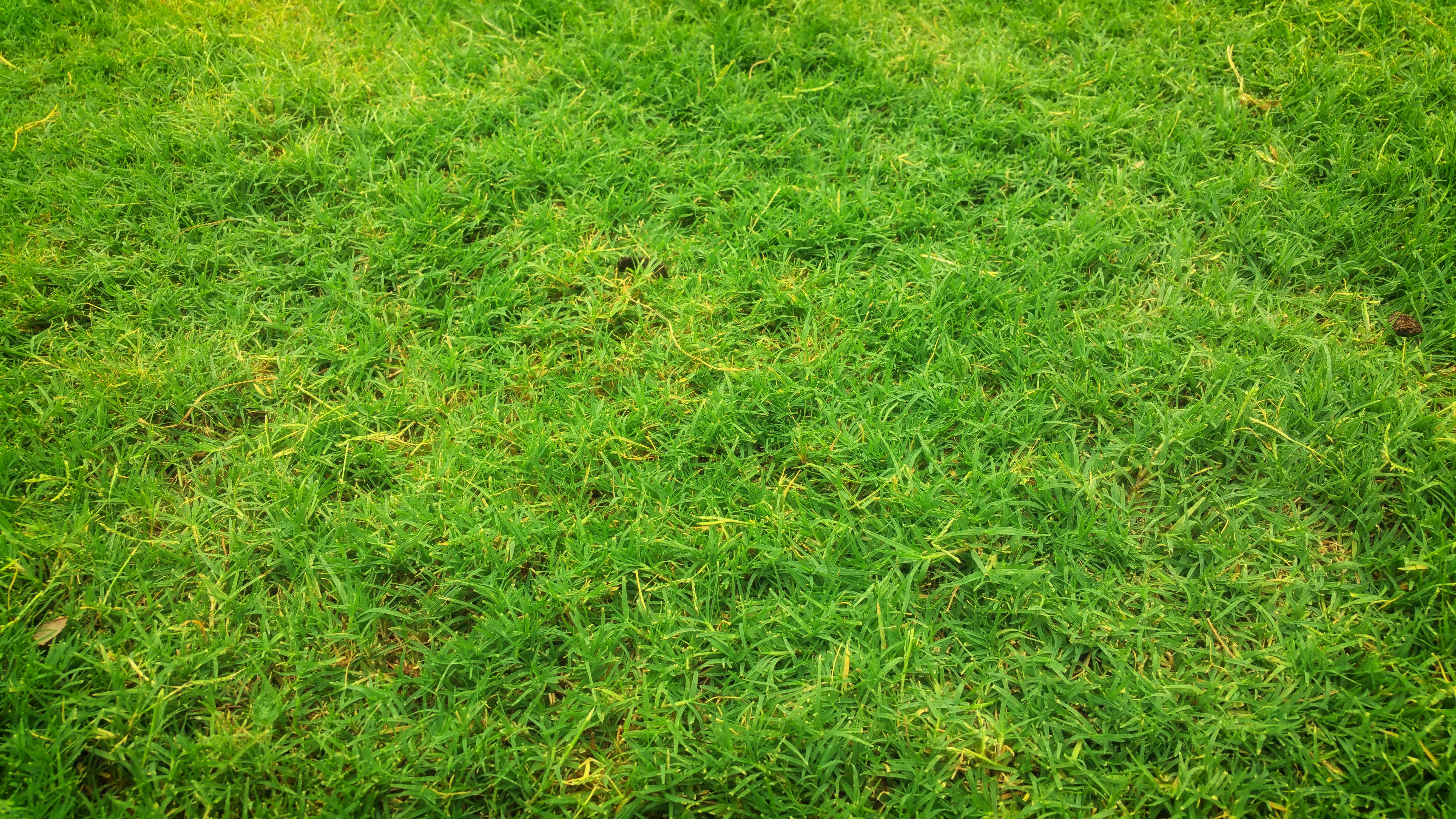L'herbe Verte Avec Une Clôture De Bois Vert Banque D'Images et Photos  Libres De Droits. Image 23486466