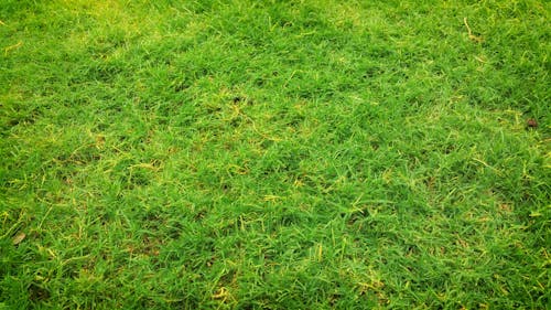 Green Grass