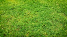 夏日阳光下，一片郁郁葱葱的绿色草地生机勃勃地生长着