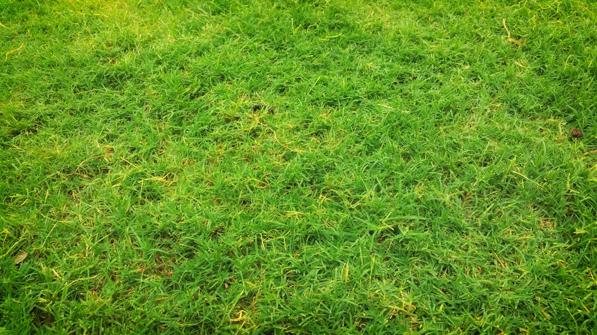 A lush green grass field showcasing vibrant growth under the summer sun.