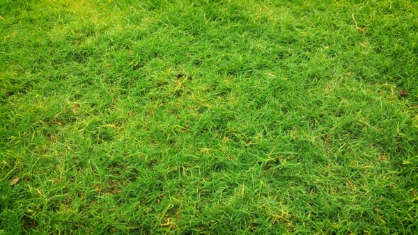 Manicured lawn as part of softscape turf installation in the UAE