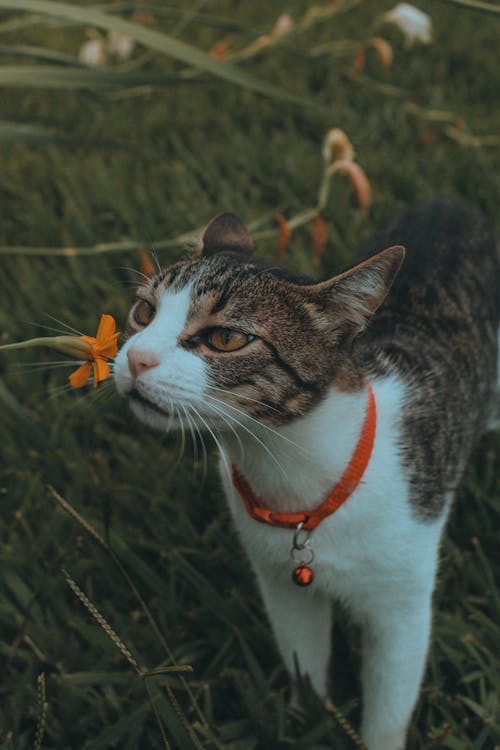 Kostenloses Stock Foto zu blume, haustiere, katze