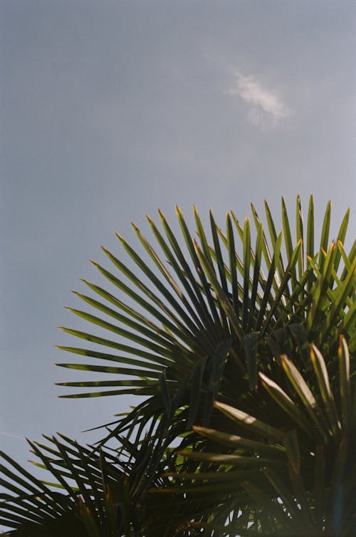 Green Tropical Plant Leaves against Blue Sky