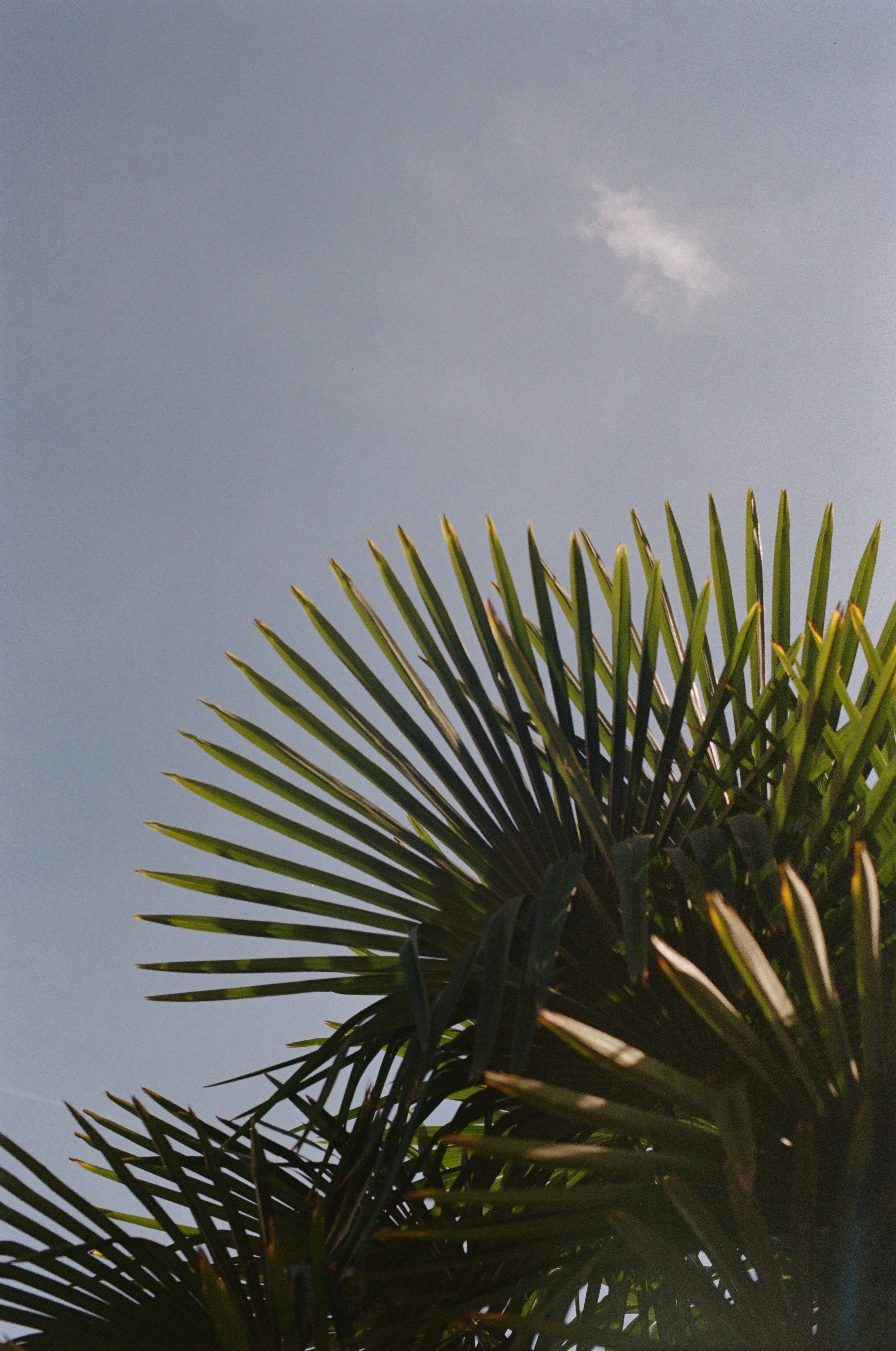 Green Tropical Plant Leaves against Blue Sky · Free Stock Photo