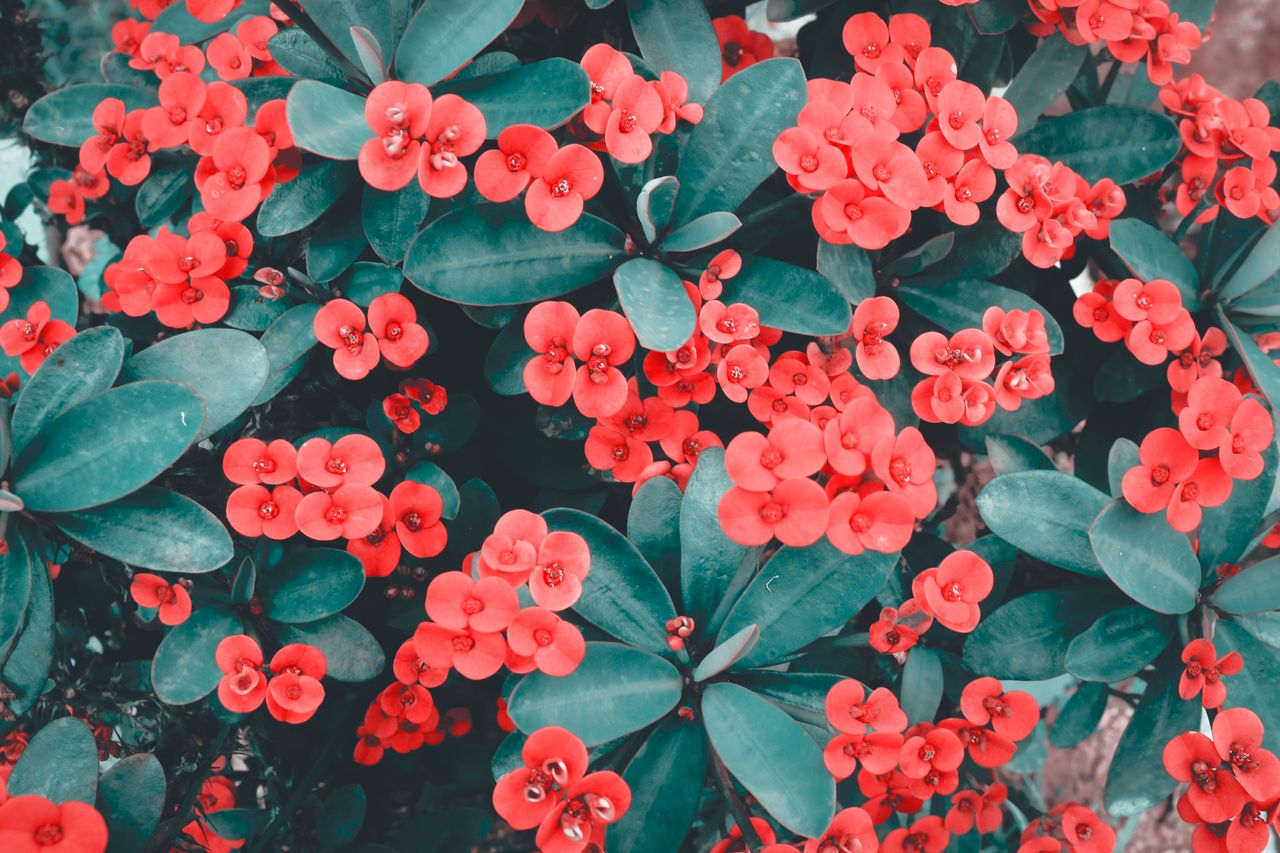 a vibrant close up image of blooming crown of thorns flowers with lush
