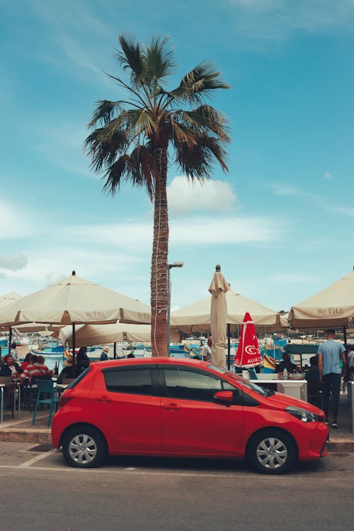 Red Car in Front of a Palm 
