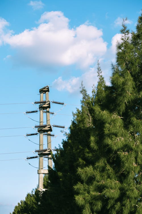 Electricity Pole Among Coniferous Trees 