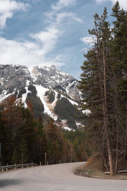 Free A winding road through tall trees with snowcapped mountains in Banff, Canada. Stock Photo