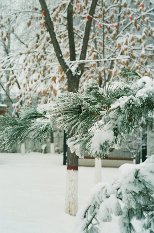 Close-up of Tree Branches Covered by Snow in a Winter Garden 