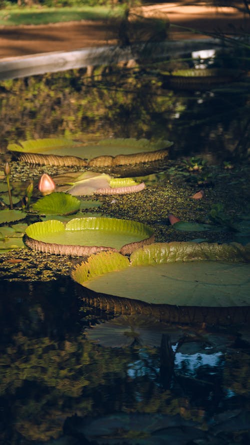 Kostnadsfri bild av grön, näckrosor, natur