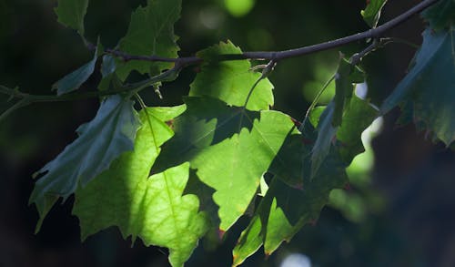 Základová fotografie zdarma na téma bokeh, čerstvý vzduch, čistý vzduch