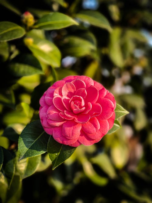 Close-up of a Red Flower 