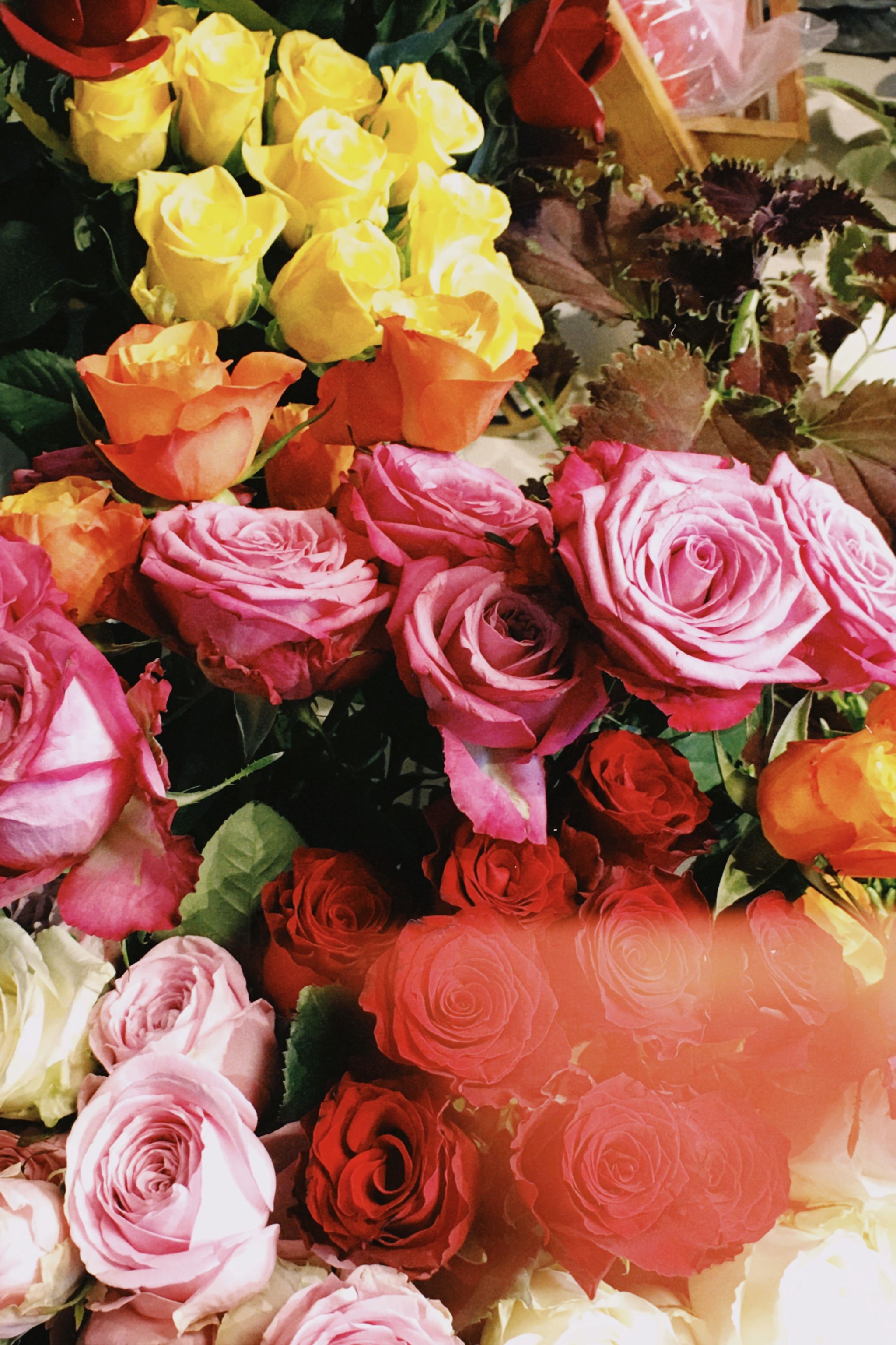 Bouquet of Colorful Roses · Free Stock Photo