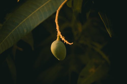 Close-up of a Green Berry 