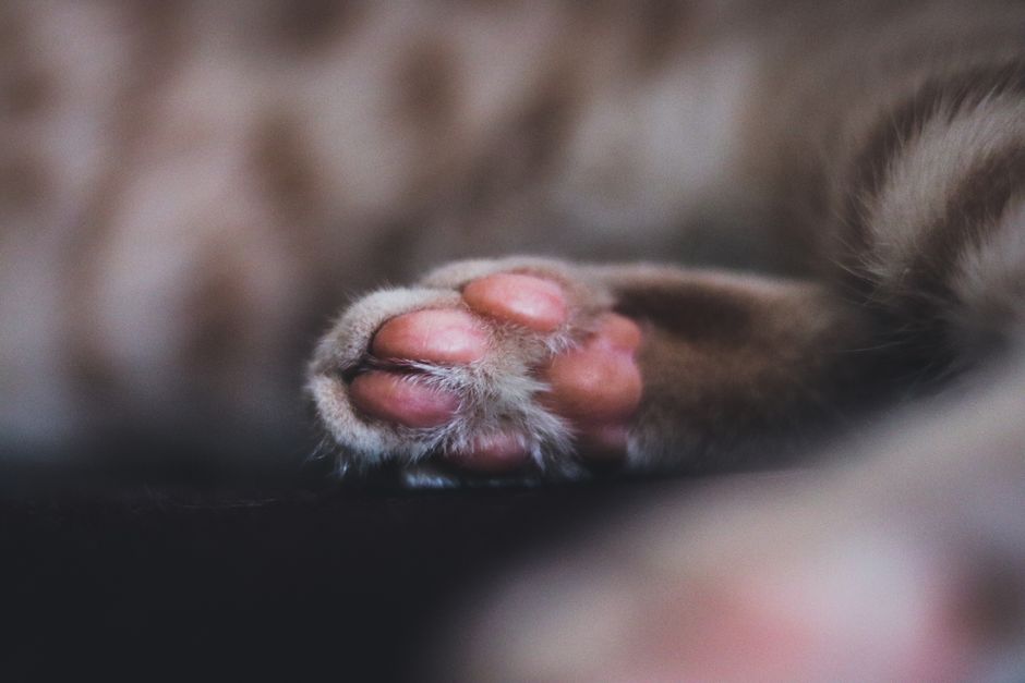 Close-up of a tabby cat's paw with smooth pink toe pads and pale fur between them
