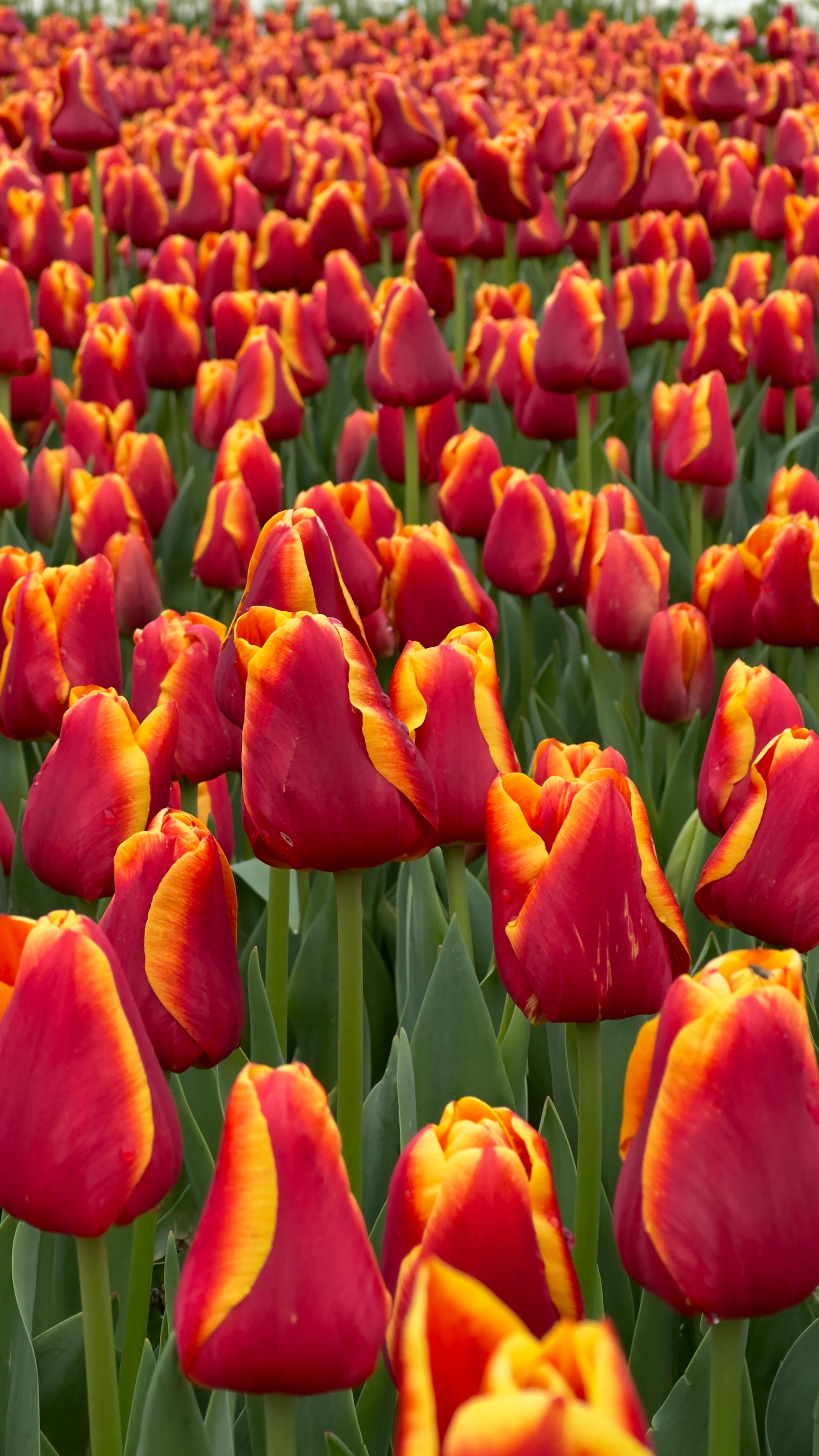 Purple Tulips Close Up Photography · Free Stock Photo