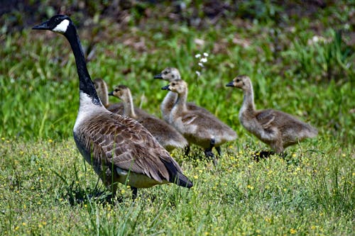 Photo of a Goose with Goslings 