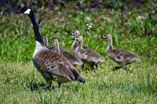 Free A family of Canadian geese with goslings in a grassy field, showcasing natural wildlife. Stock Photo