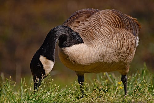 Goose Standing in Grass 