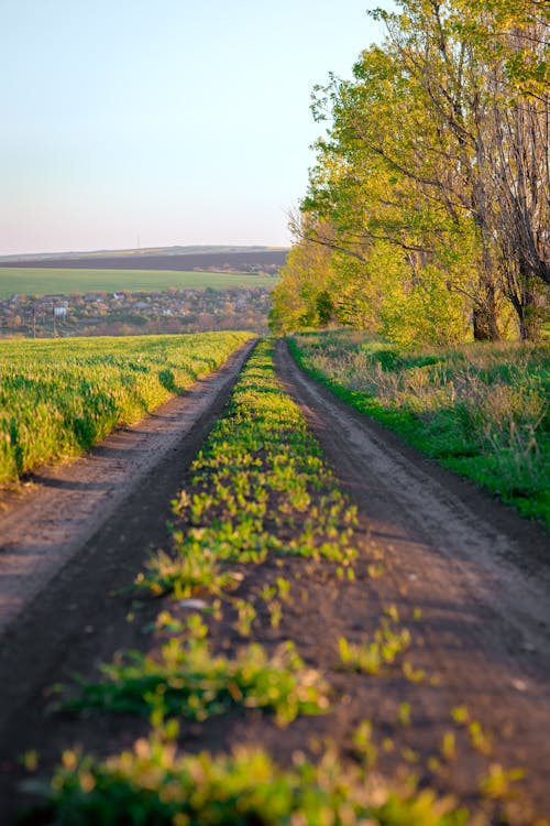 A country road at sunset, a warm spring atmosphere
