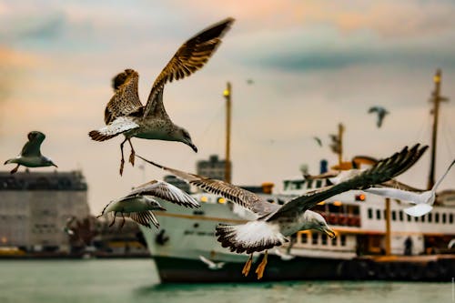 Fotobanka s bezplatnými fotkami na tému čajky, fotografovanie vtákov, kačica