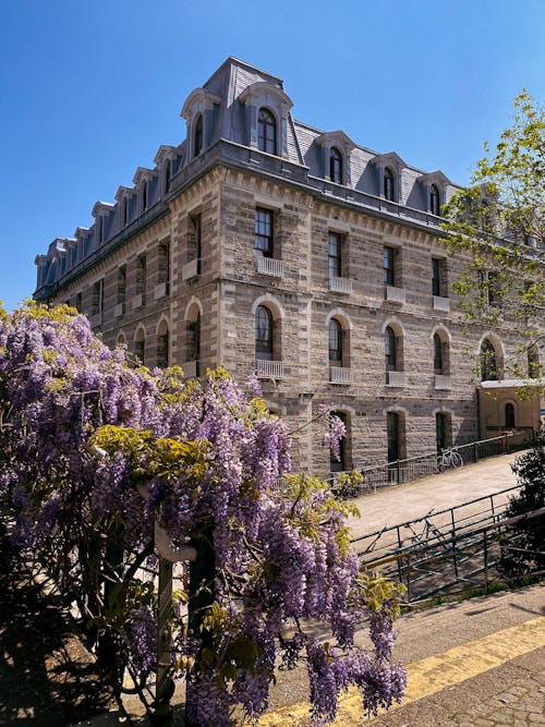 Shrub Blooming near Old Building