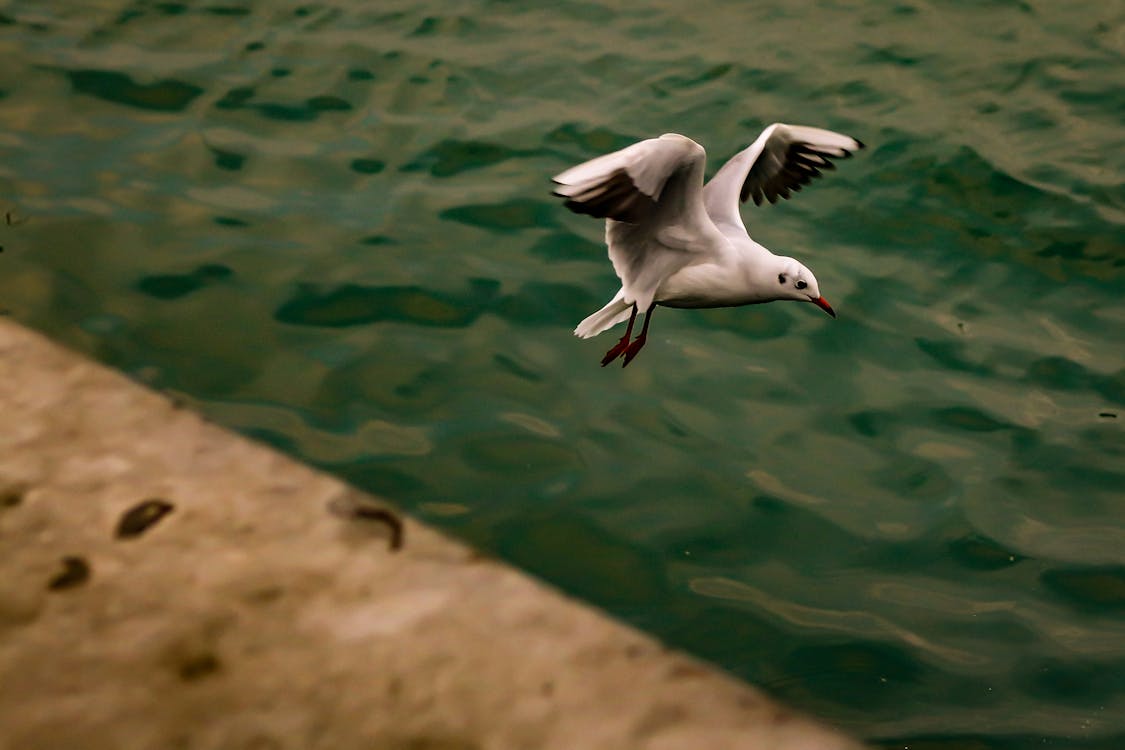 Free Stock Photo Of Animal Art Green free-stock-photo-of-animal-art-green