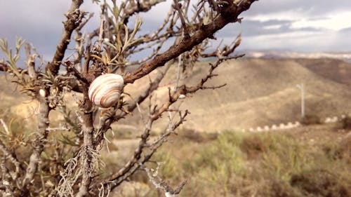 Brown Snail on Brown Bare Tree