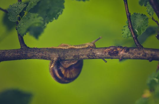 A serene image of a snail crawling on a wet branch with vibrant green leaves.