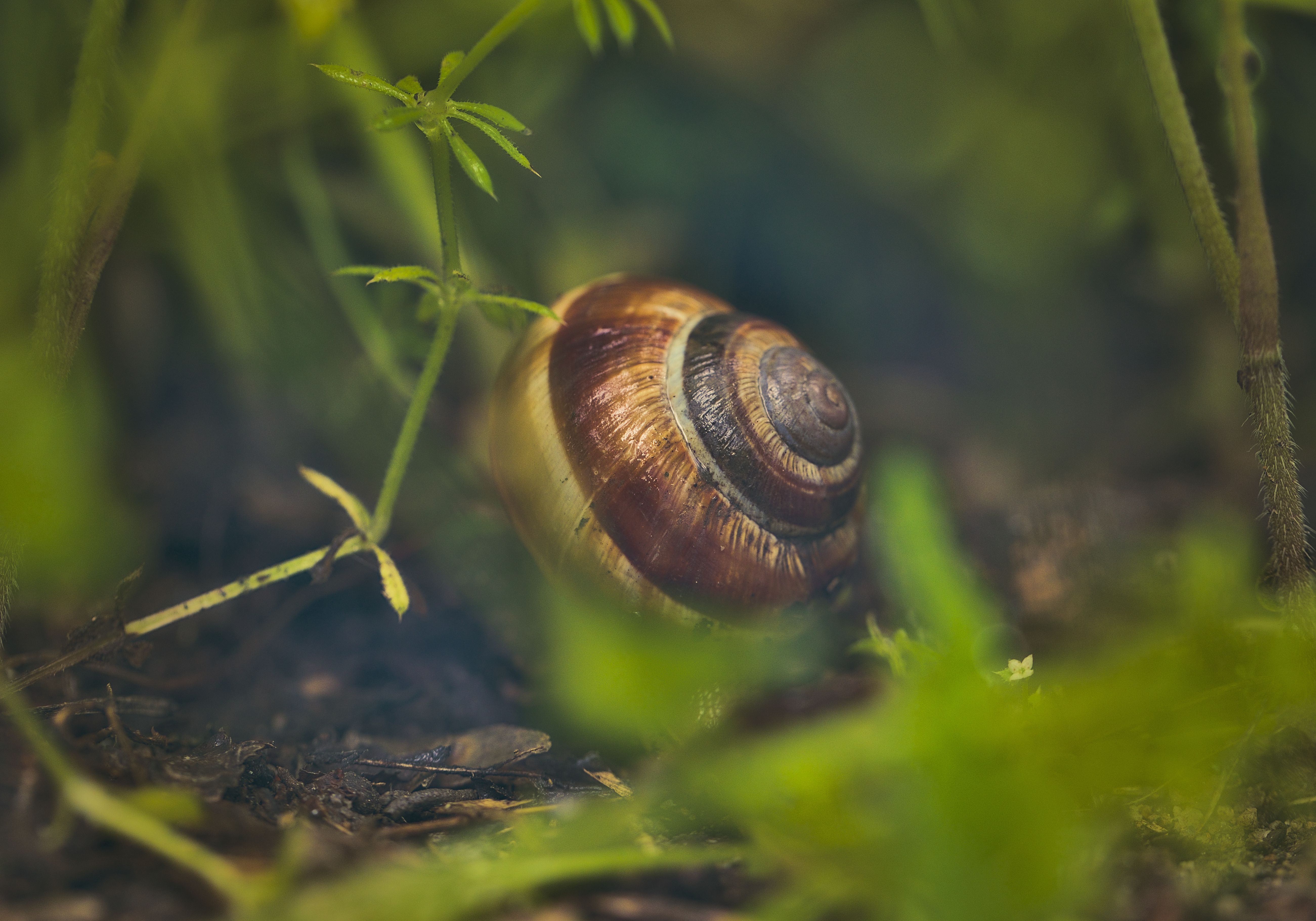 Close up of Snail Shell · Free Stock Photo