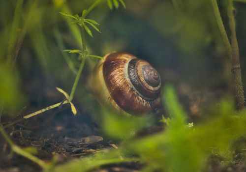Free A detailed view of a garden snail amidst green foliage, showcasing its intricate shell pattern. Stock Photo